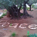 IMG_20151117_084000 orto olivi