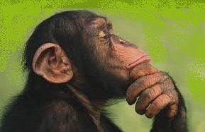 scimpanzè