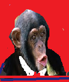 9 scimmia